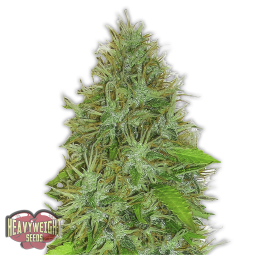 2Fast&2Vast Auto Femminizzata - Heavyweight Seeds