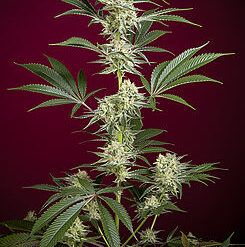 O' Haze Red - Reggae Seeds