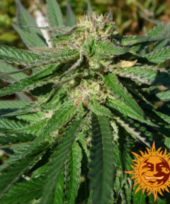Barney’s Farm 8 BALL KUSH Semi di Cannabis Femminizzati
