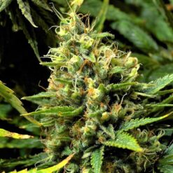 Barney’s Farm ACAPULCO GOLD Semi di Cannabis Femminizzati