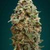 Advanced Seeds Afghan Skunk Feminized - Semi Femminizzati