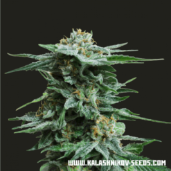 AK Kush Femminizzata - Kalashnikov Seeds