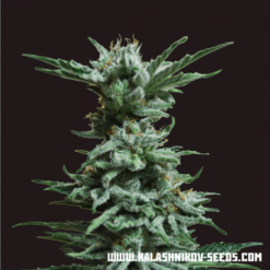 AK Skunk Femminizzata - Kalashnikov Seeds