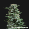 AK Skunk Auto - Kalashnikov Seeds