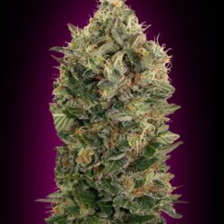 Advanced Seeds Auto Black Diesel Feminized - Semi Autofiorenti