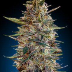 Advanced Seeds Auto Blue Diesel Feminized - Semi Autofiorenti