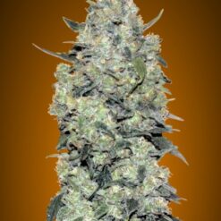 Advanced Seeds Auto Critical Mass Feminized - Semi Autofiorenti