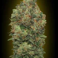 Advanced Seeds Auto Critical Soma Feminized - Semi Autofiorenti