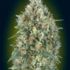 Advanced Seeds Auto Gelato #33 Feminized - Semi Autofiorenti