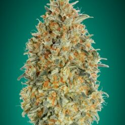 Advanced Seeds Auto Gorilla Blue Feminized - Semi Autofiorenti