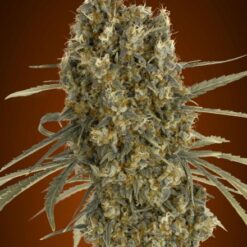 Advanced Seeds Auto Jack Herer Feminized - Semi Autofiorenti