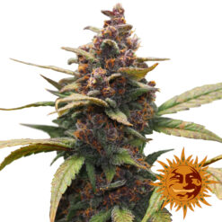 Barney’s Farm AYAHUASCA PURPLE Semi di Cannabis Femminizzati