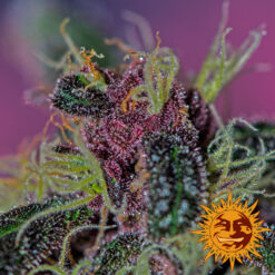 Barney’s Farm AYAHUASCA PURPLE Semi di Cannabis Femminizzati