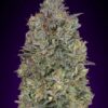 Advanced Seeds Critical Purple Kush Feminized - Semi Femminizzati