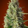 Advanced Seeds Kali 47 Feminized - Semi Femminizzati