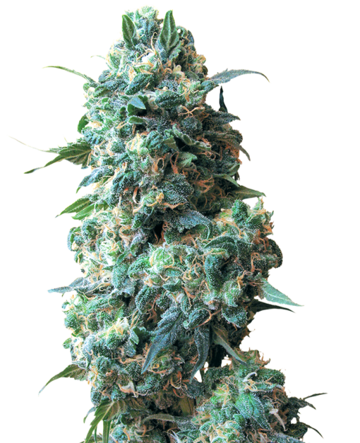 Afghan Kush Regolari - Sensi Seeds White Label