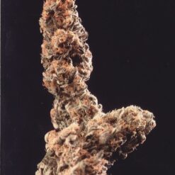 Afghani Special - K.C. Brains Seeds