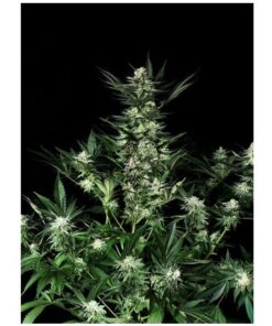 Absolute Cannabis Seeds Amazing Auto