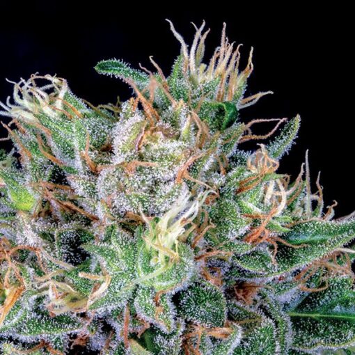 Amnesia Flash - Anesia Seeds