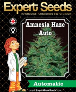 Expert Seeds Amnesia Haze Auto Feminized (Amnesia Haze x Ruderalis)