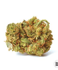 Bulk Seed Bank AMNESIA HAZE Feminized - Semi Femminizzati