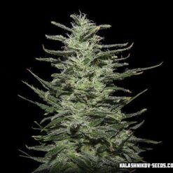 Amnesia Molotov Femminizzata - Kalashnikov Seeds