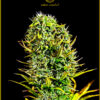 Anaconda Seeds AMNESIA HAZE Feminized - Semi Femminizzati