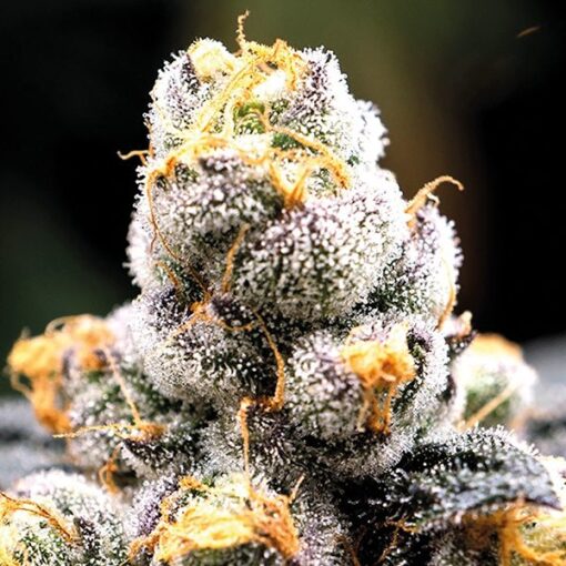 Anesia Scout Cookies - Anesia Seeds