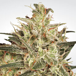 Atomical Haze - Paradise Seeds