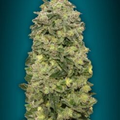 Advanced Seeds Auto Afghan Skunk Feminized - Semi Autofiorenti