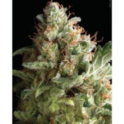 Auto American Pie - Pyramid Seeds