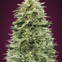 Advanced Seeds Auto Amnesia Feminized - Semi Autofiorenti