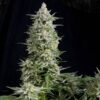 Auto Amnesia Gold - Pyramid Seeds