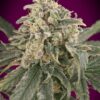 Auto Amnesia XXL Advanced Seeds Semi Autofiorenti