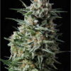 Auto Anesthesia - Pyramid Seeds