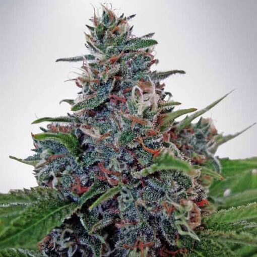 Auto Blue Amnesia Femminizzata - Ministry of Cannabis