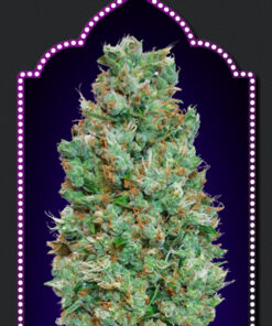 00 Seeds AUTO BLUEBERRY Semi di Cannabis Autofiorenti