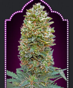 00 Seeds AUTO BUBBLEGUM Semi di Cannabis Autofiorenti