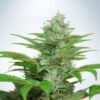 Auto CBD Star - Ministry of Cannabis