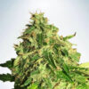 Auto Cannabis Light - Ministry of Cannabis