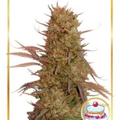 Auto Cream Mass Femminizzata - Mr. Hide Seeds