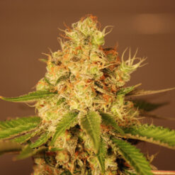 Auto Diesel - G13 Labs Seeds