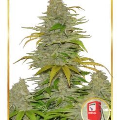 Auto Diesel Mass Femminizzata - Mr. Hide Seeds