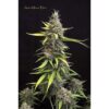 Auto Mazar Blue Femminizzata - Mr. Hide Seeds