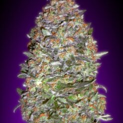 Advanced Seeds Auto NYC Diesel Feminized - Semi Autofiorenti