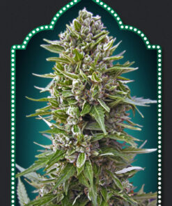 00 Seeds AUTO NORTHERN LIGHT Semi di Cannabis Autofiorenti