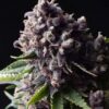 Auto Purple - Pyramid Seeds