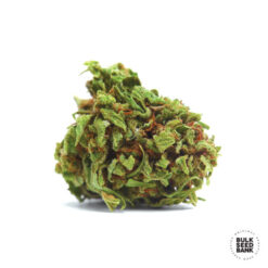Bulk Seed Bank AUTO SPECIAL SKUNK Femminizzata Automatica
