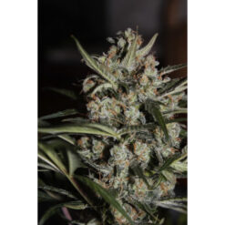 Auto White Berry - Paradise Seeds