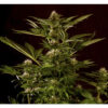 Auto Winweed CBD - Mr. Hide Seeds